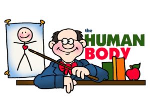 Anatomy-The Human Body